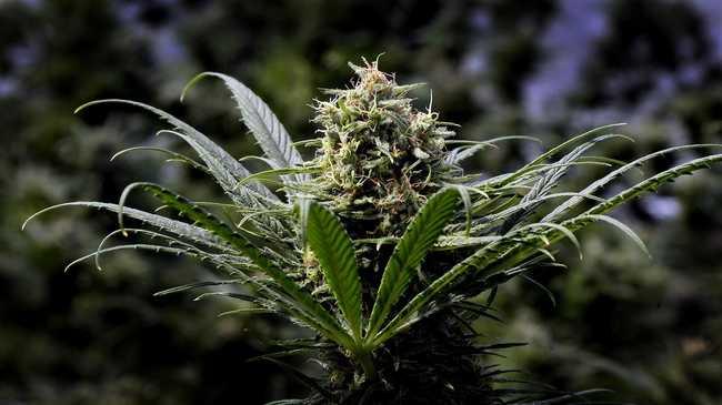 The bud of a marijuana plant.