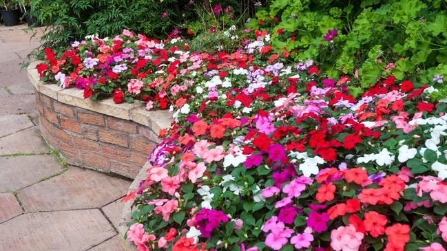 Impatiens Busy Lizzie in mixed colours of red, pink, salmon, orange and white.