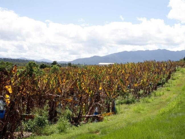 A Tully farm in Far North Queensland affected by Panama disease.