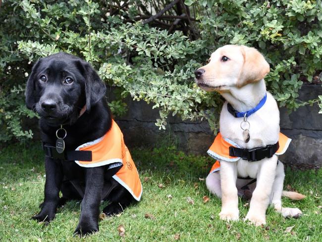 The first Tasmanian born litter of future guide or assistance dogs, Digby and Dora are moving on to the next stage of training. Pictured here as puppies in the puppy development program. Picture: Guide Dogs Tasmania