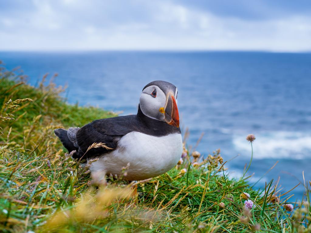 Atlantic Puffins are among the seabirds at risk from the pollution. Picture: iStock