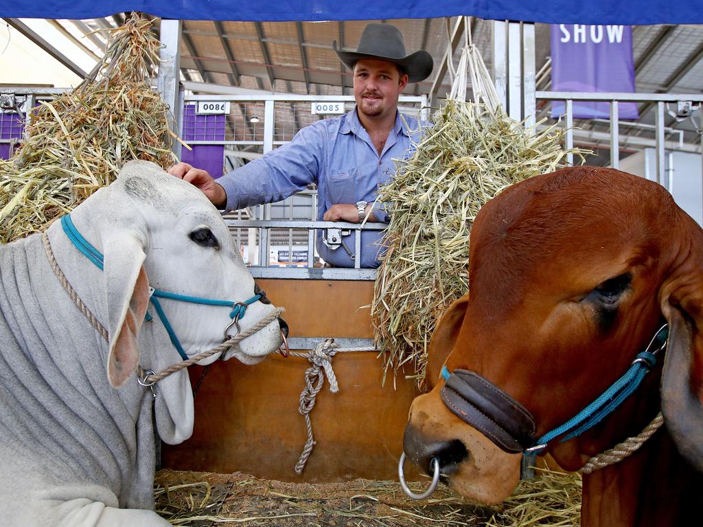 Farmer Mitchell Trustum from Casino with his prized Brahman cattle he is showing this year. Picture: Toby Zerna