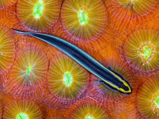 A tiny neon goby darts across the surface of a hard coral boulder in the shallow reef close to shore in Barbados. Its bright colours deter predators and attract ‘clients’ for their cleaning services. Picture: Catherine Holmes