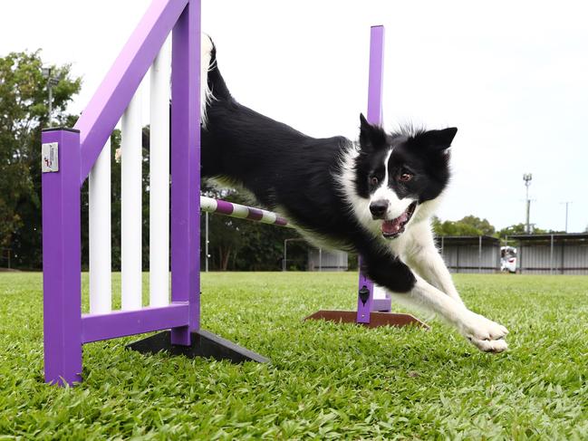 With the right type of training, dog owners can have a successful and happy relationship with their pet. Once the basics of training have been accomplished, owners and dogs can even go on to play one of several dog sports, such as agility, which dogs, like Luna the Border Collie from Cairns, love. Picture: Brendan Radke