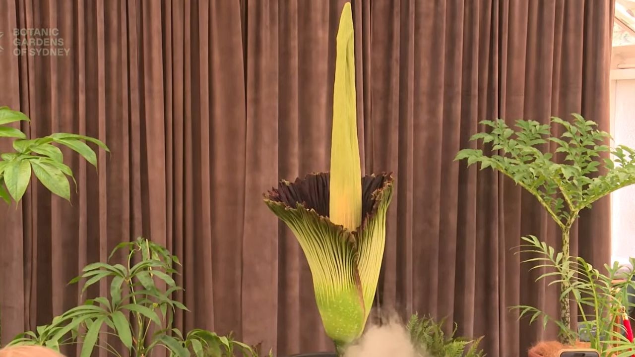 The corpse flower is blooming beautiful. Picture: YouTube