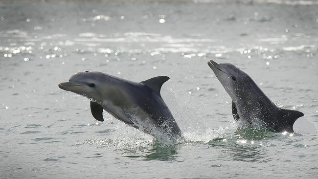 Port River dolphins. Picture: Oliver Wieczorek.