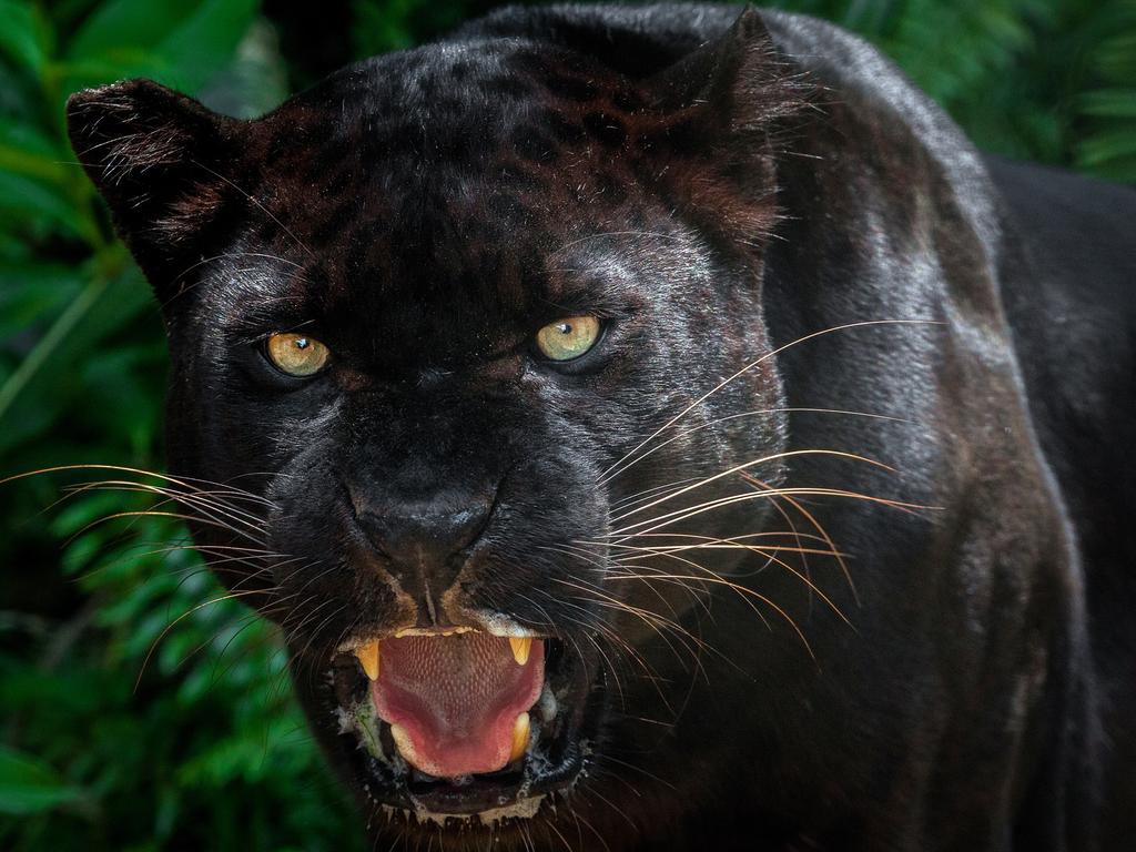 A close up of a black panther.