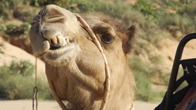 Portrait of a Camel