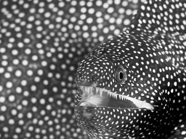 Cedric Peneau: A whitemouth moray eel’s intricate body fills the image’s entire background. Réunion Island