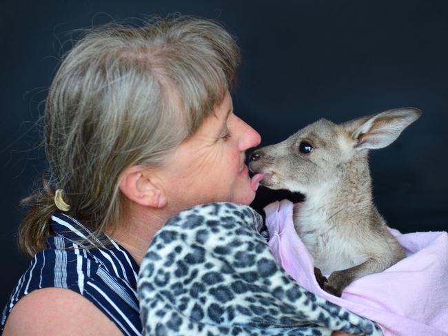 Julie with joey Raisin at the Joey and Bat Sanctuary. Picture: Nicki Connolly