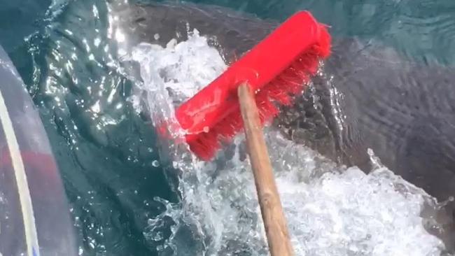 Mr Hoey fights off the great white shark with a garden broom. Picture: Salty Dog Charters