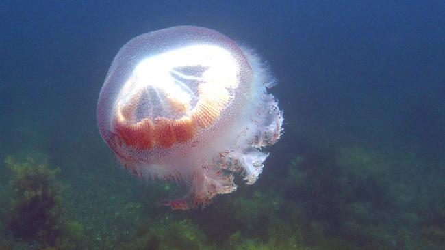 Haeckel’s jellyfish have washed up at Aldinga Beach. Picture: Dr Mike Bossley