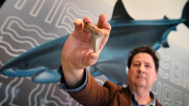 Fossil enthusiast Philip Mullaly holds a giant shark tooth identified as being from an extinct species of mega-toothed shark - the great jagged narrow-toothed shark (Carcharocles angustidens). Picture: AFP