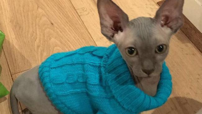 Sphynx cat hot sale clothes australia