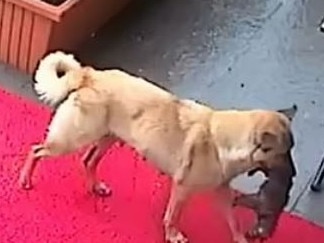 The mother dog carries her sick pup in her mouth through the rain. Picture: ViralPress