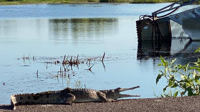 Crocodile spotted at Fog Dam. Image: Sulav Pant