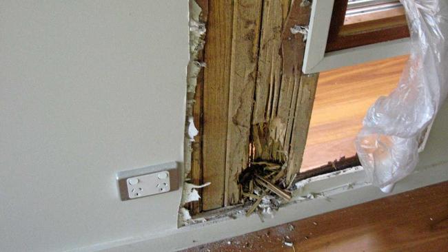 EATEN: Termite damage in another Sunshine Coast home.