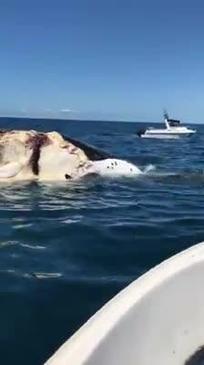 Sharks chomping down on whale carcass off Mooloolaba. Video: Ashley Symonds