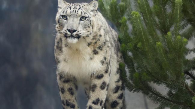 Snow Leopard Miska at Melbourne Zoo. Picture: Supplied