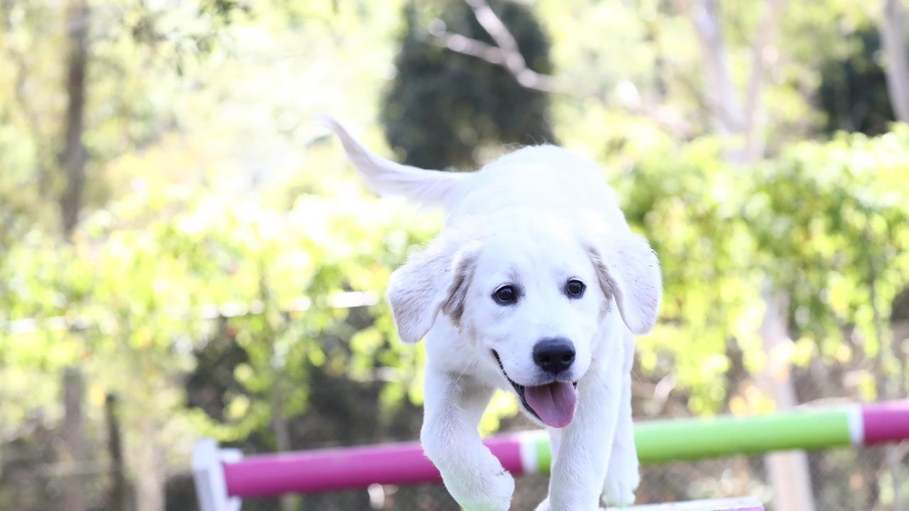 Pet friendly homes is among the top things renters want. Photograph: Jason O'Brien