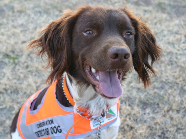 Rocky the conservation detector dog