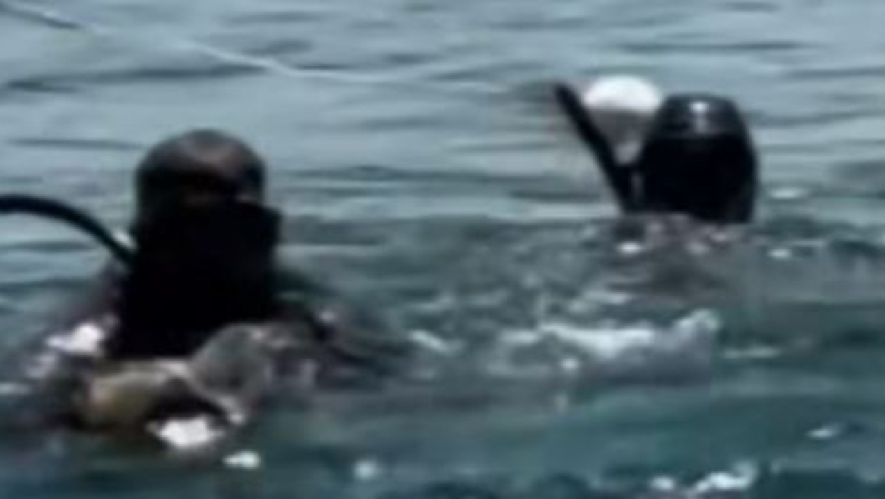 Great white face-off: Divers reveal terrifying 15-minute shark ordeal