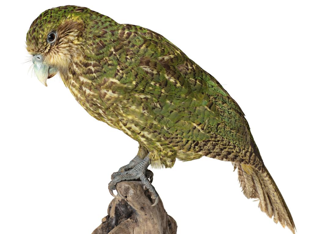 Kākāpo specimen. Picture credit: Trustees of the Natural History Museum, London