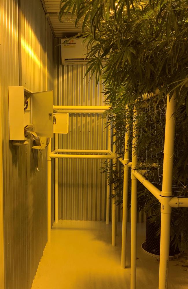 Marijuana plants varying in height were seized by police. Picture: QPS