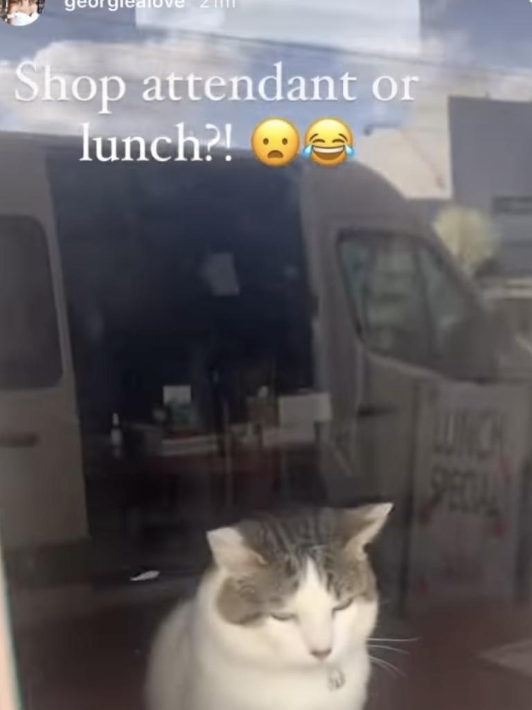 The now-deleted video showed a cat inside a restaurant. Picture: Instagram.