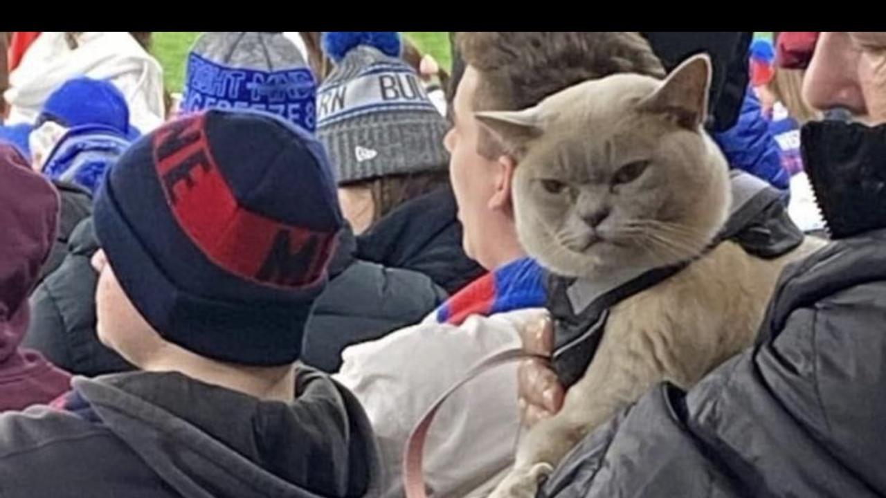 Cat sighted at AFL game (Twitter: timbguille)