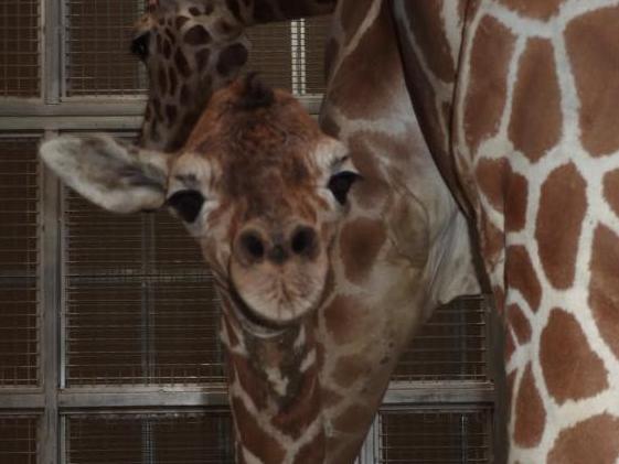 Baby giraffe. Picture: Facebook/Fresno Chaffee Zoo