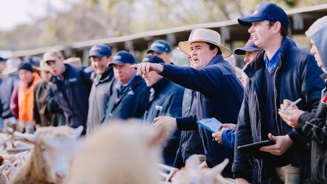 Lamb market recovering from Covid disorder