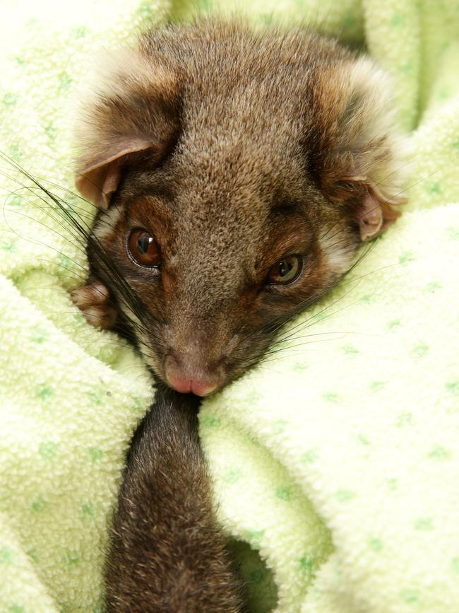 Thousands of ringtail possums were killed in the recent heatwave. Picture: Norm Oorloff