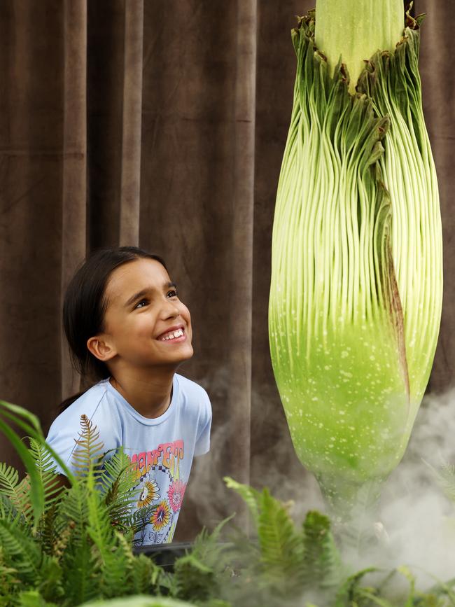 9-year-old visitor Eve Chandra tries to get a whiff of ‘Putricia’ the Corpse Flower as it opens for the first time in 15 years. Picture: Jonathan Ng