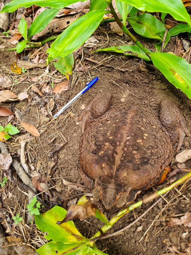 "Toadzilla" found in a north Queensland national park. Photo: Supplied Department of Environment and Science