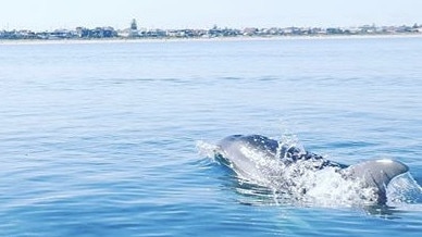 Kayaker Lisa snaps dolphins swimming at Mordialloc on April 9. Photo: Instagram, @grieie