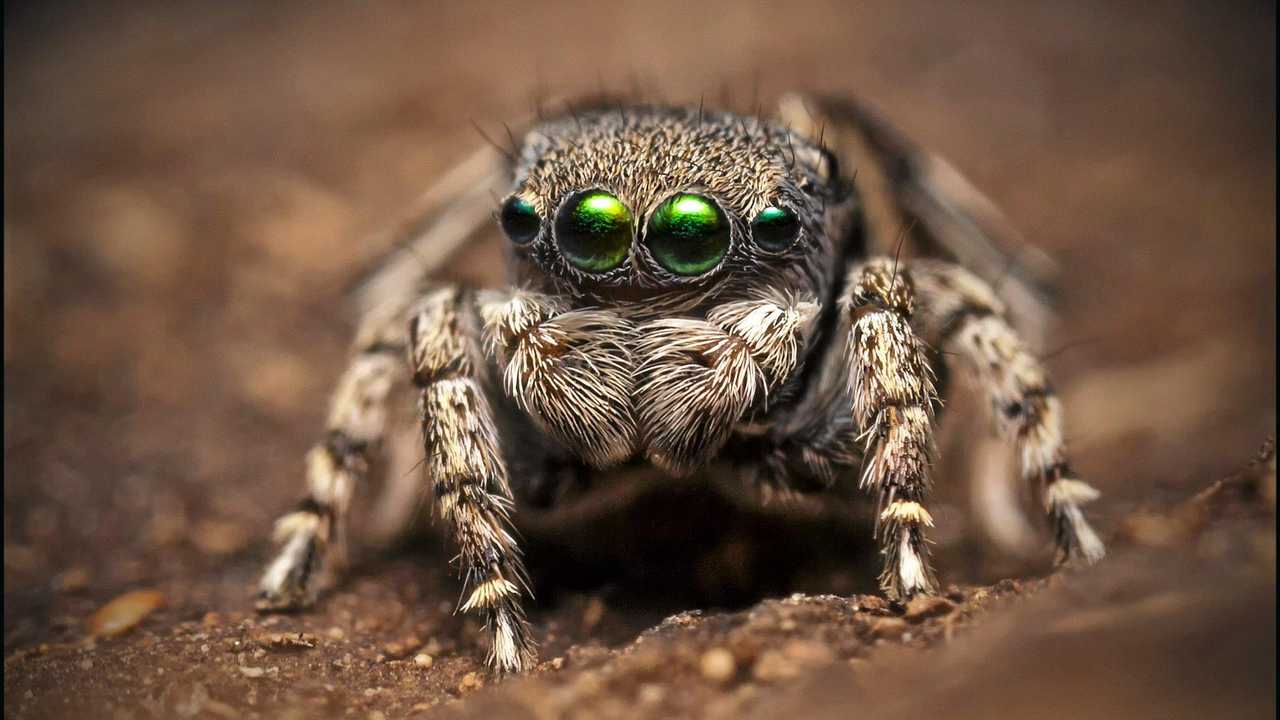 Tiny Dancers: Meet 7 New Peacock Spider Species