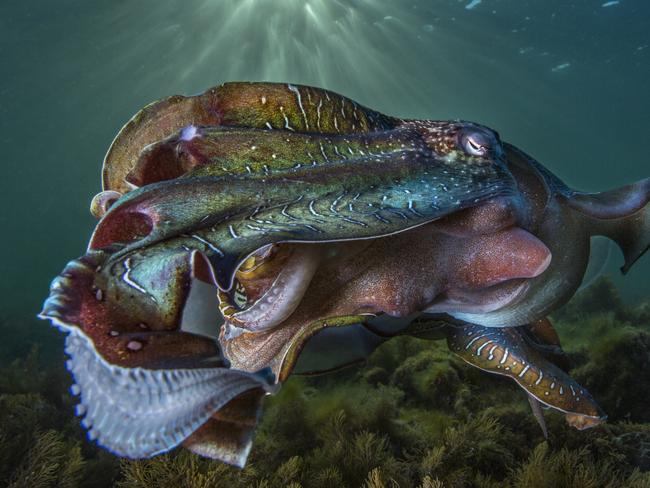 Australian Geographic Nature Photographer of the Year competition has ...