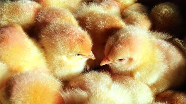 Germany is set to be the first country to ban mass shredding of male chicks in the poultry industry. Picture: AFP