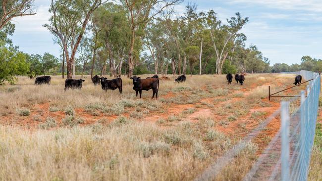 Wild dog exclusion fencing in the Balonne Shire is showing great promise of economic benefits for the region.