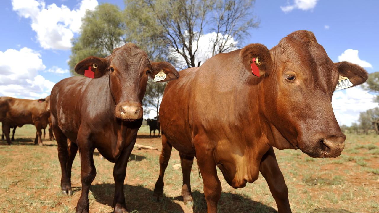 LSD, FMD measures announced at NTCA cattle conference | Herald Sun