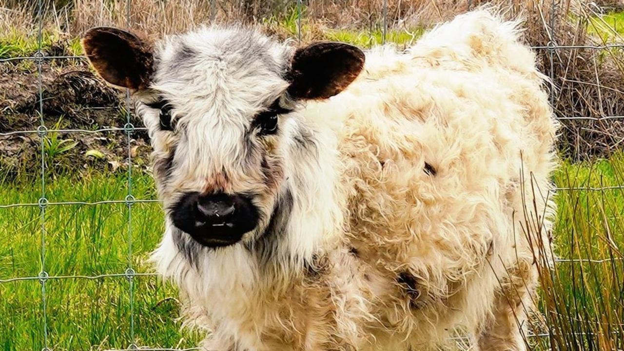 Barristers Block tiny cow Olaf missing from Adelaide Hills winery | The ...