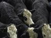 Banks ramp pressure on farmers to hit green switch