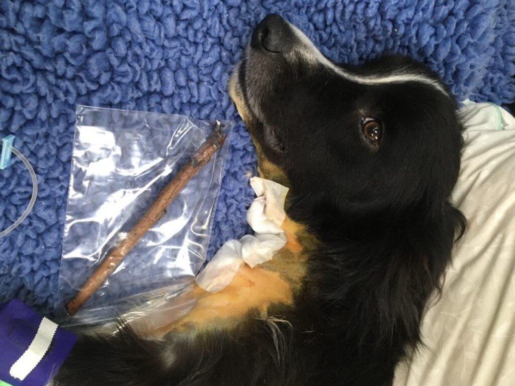 Dash the border collie recovering after surgeons removed the stick. Picture: Facebook /Animal Referral Hospital.