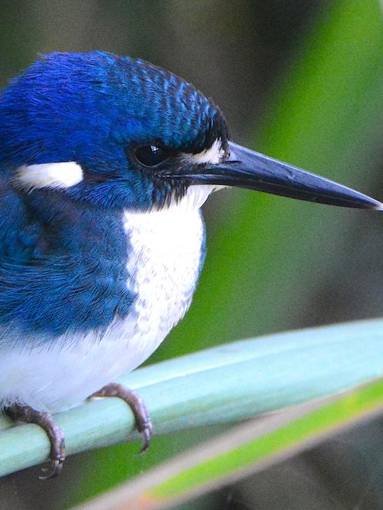 This pretty little kingfisher was snapped by Peter Valentine.