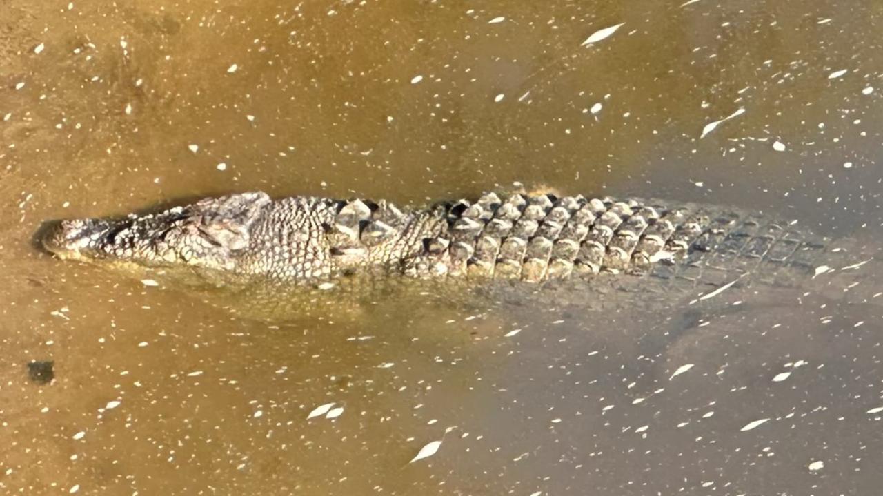 The crocodile responsible for the death of a young girl has been located and killed, police say. File image.