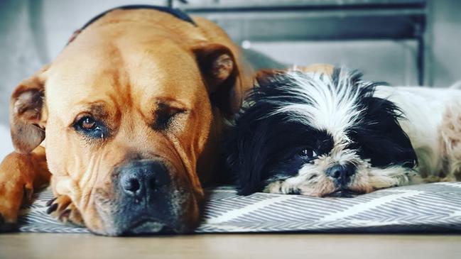 Tassie's Pawfect Pairs | Jacqui Cuthbertson: Gypsy and Jasmine