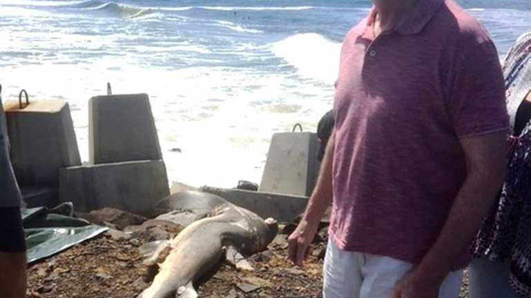 Peter Coan watched as a dead shark was removed from North Wall. Picture: Contributed