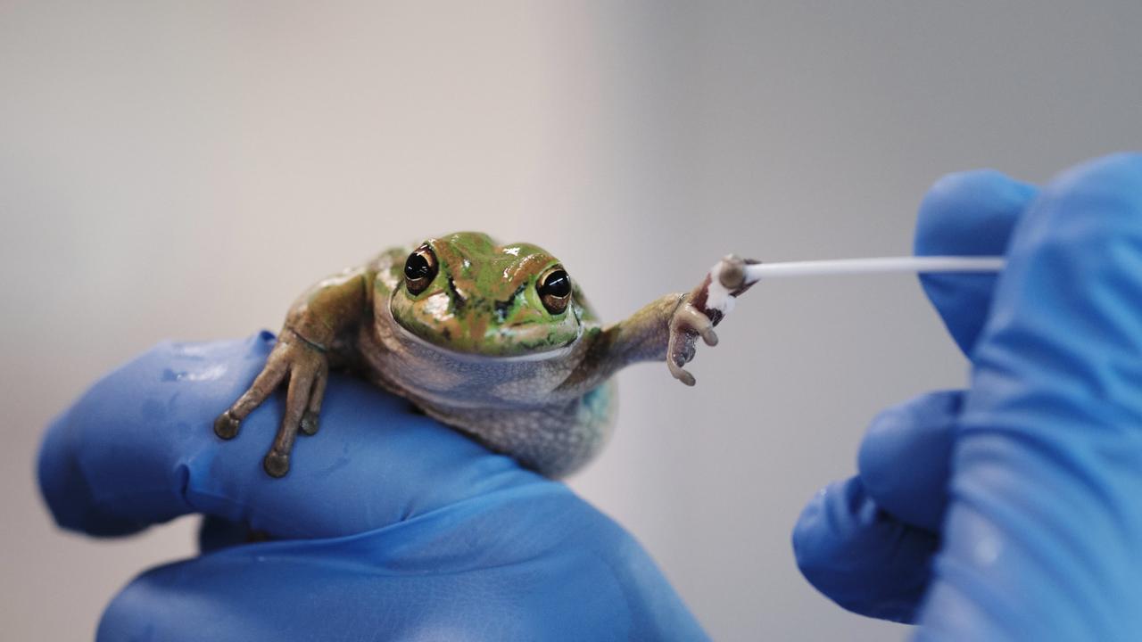 An international team of researchers, including UTAS scientists, has developed spa-like shelters to help endangered frogs. Picture: Yorick Lambreghts