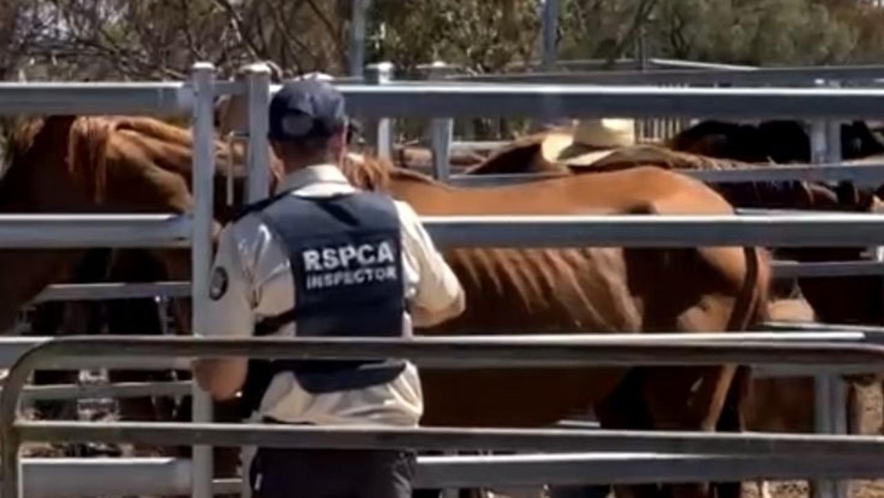 More animals seized from Riverland property in major investigation